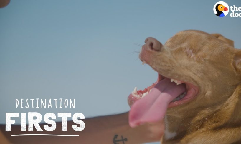 Blind Rescue Dog Feels Sand for the First Time | The Dodo Destination: Firsts