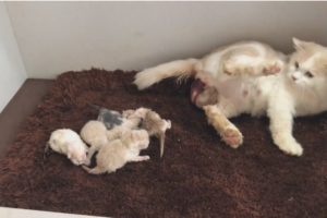 Boo Boo Miu Miu : Cat Gives Birth To 6 Kittens