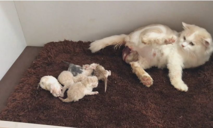 Boo Boo Miu Miu : Cat Gives Birth To 6 Kittens