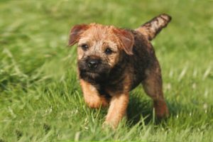 Border Terrier Puppies and dogs having fun and playing with other Terrier Pups