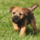 Border Terrier Puppies and dogs having fun and playing with other Terrier Pups