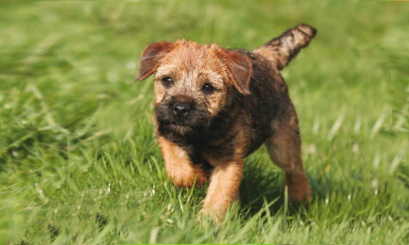 Border Terrier Puppies and dogs having fun and playing with other Terrier Pups