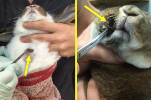 Botfly Larva Removed From Rabbits And Cats | Animal Rescue
