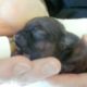 Bottle feeding 3 day old cute puppies