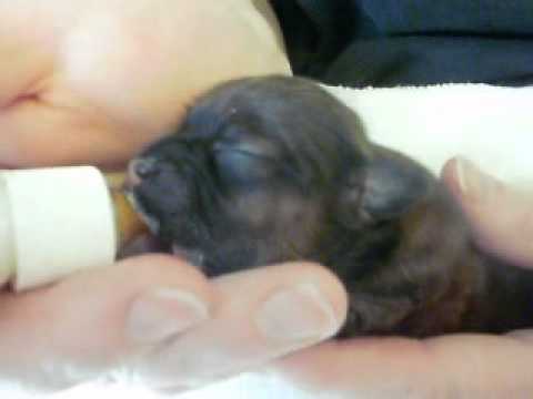 Bottle feeding 3 day old cute puppies