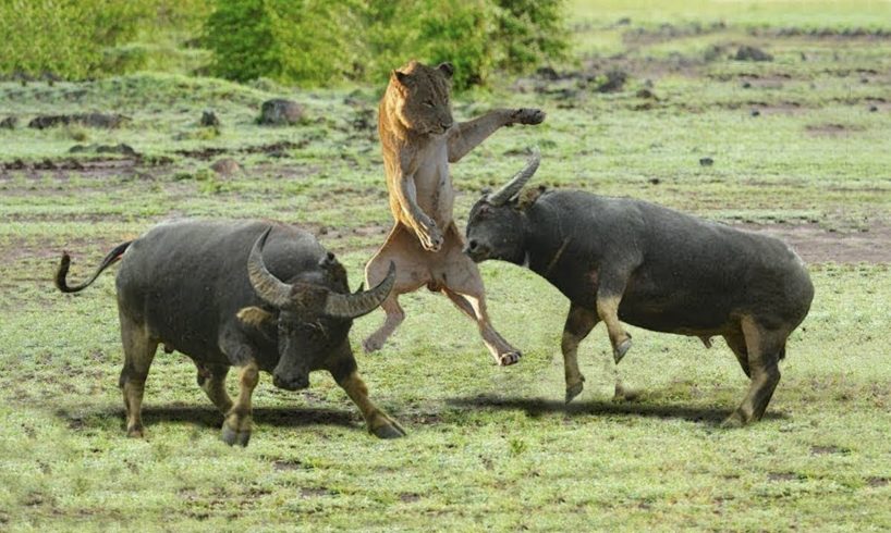 Buffalo Attacks Lion! Crazy Buffalo vs Lion Fight!