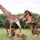 Buffalo vs Lion vs Giraffe - Big Battle of Snake, Leopard, Crocodile,Tiger vs the prey | Wild animal
