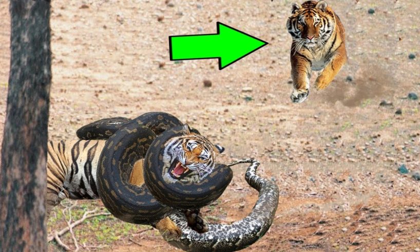 BİG BATTLE #8 Tiger vs Python Snake | Facts About Amazing Wild Animal Attacks | Wild American TV