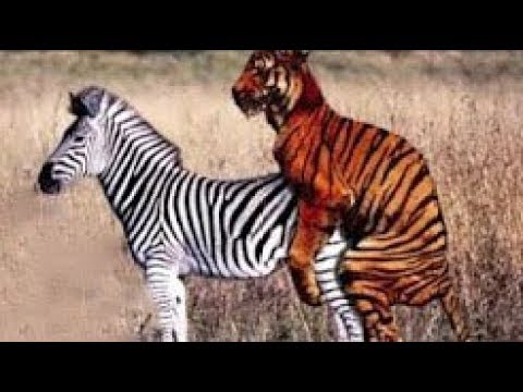 CRAZİEST Animal Fights ►► Tiger Zebra Lion vs Crocodile Gorilla Baboon Bear Boar Wild Animal Attacks