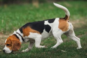 CUTE BEAGLE ! DOG GROOMING !  CUTE PUPPIES !  DOG BREEDS !