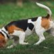 CUTE BEAGLE ! DOG GROOMING !  CUTE PUPPIES !  DOG BREEDS !