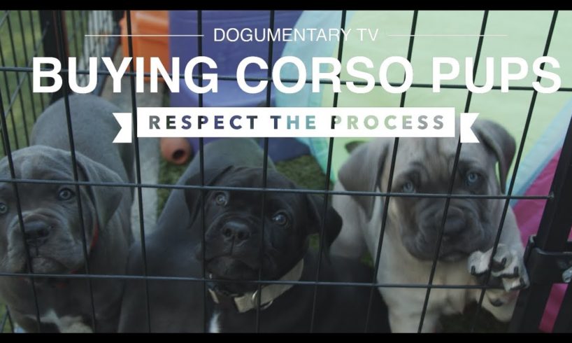 CUTE CANE CORSO PUPS: RESPECT THE BUYING PROCESS
