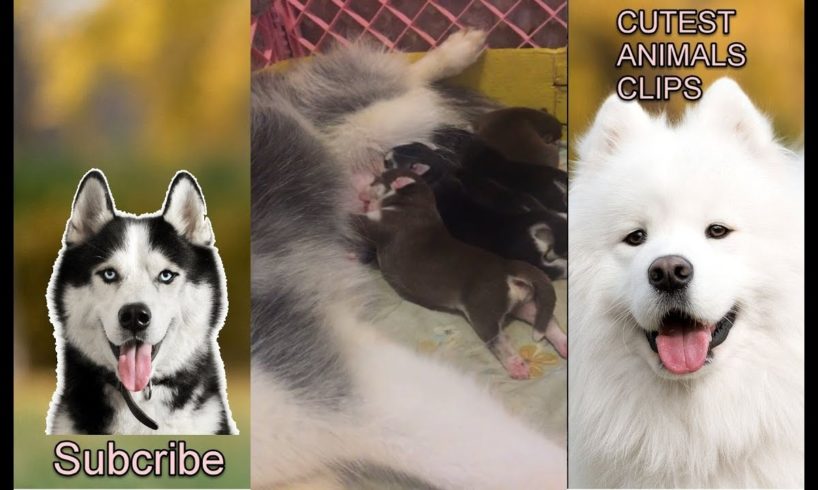 CUTEST ANIMALS IN THE WORLD #17 - Cute Puppies drinking milk