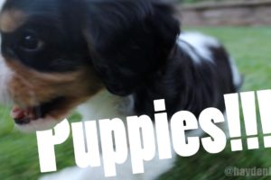 CUTEST PUPPIES! (Cute Cavalier King Charles Spaniel Puppies) - 9 Weeks Old!