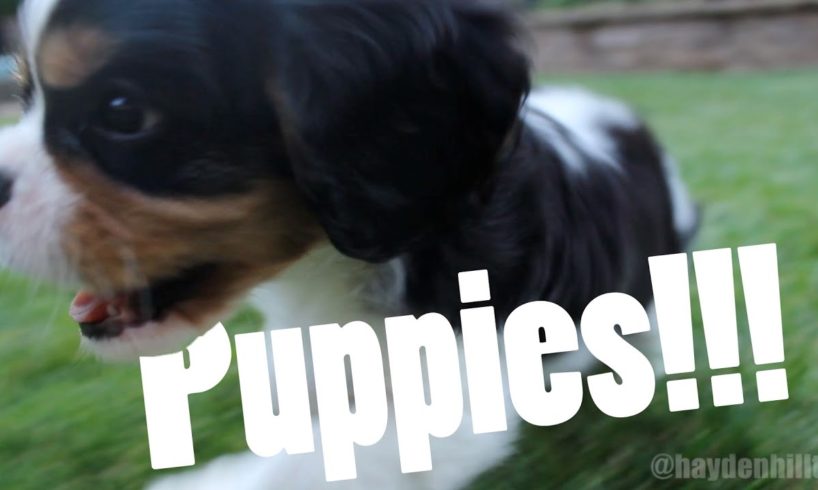 CUTEST PUPPIES! (Cute Cavalier King Charles Spaniel Puppies) - 9 Weeks Old!