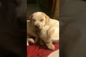 CUTEST PUPPIES EVER! 2017 (RARE BREED)