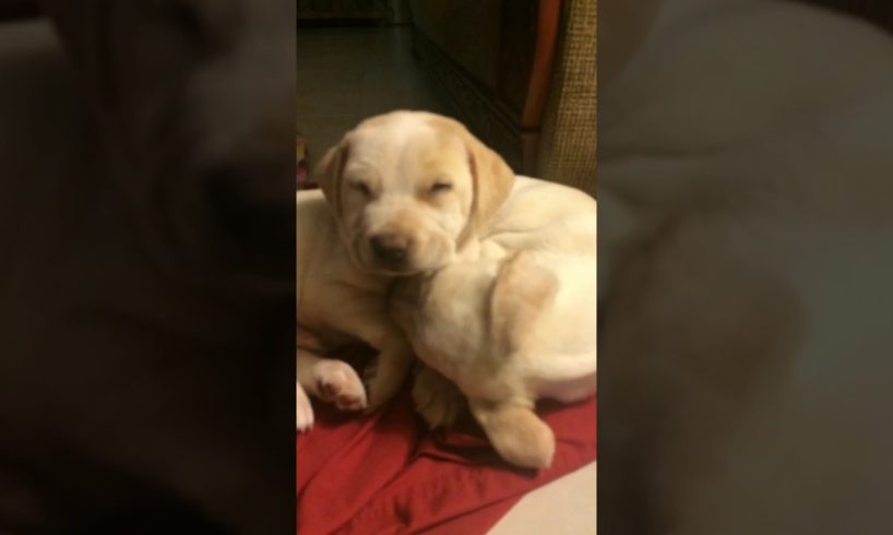 CUTEST PUPPIES EVER! 2017 (RARE BREED)