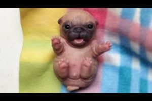 CUTEST Puppies Fall Asleep Everywhere - Funny Babies And Pets | HD