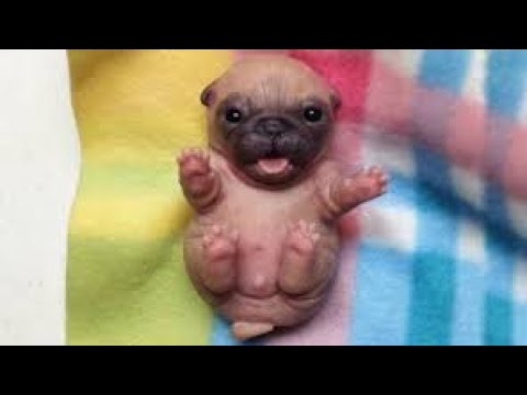CUTEST Puppies Fall Asleep Everywhere - Funny Babies And Pets | HD