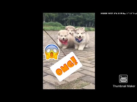 CUTEST Puppy Ever Compilation 2019!