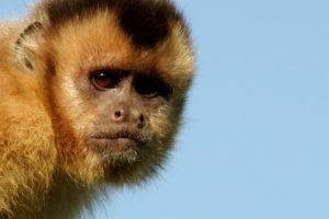 Capuchin monkey flirting - Animals in Love: Episode 2 Preview - BBC One