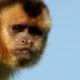 Capuchin monkey flirting - Animals in Love: Episode 2 Preview - BBC One