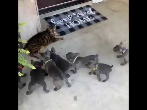 Cat Sits on Porch Unimpressed by Barking Puppies - 1065197