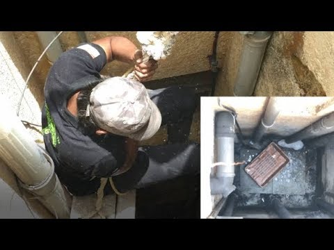 Cat Stuck In Building Duct Rescued Safely by our team | Animal Rescue India | Eco Echo