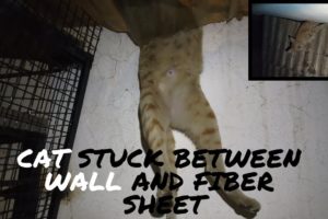 Cat Stuck between wall and fiber sheet #Rescued | SHARAN | Animal Rescue India