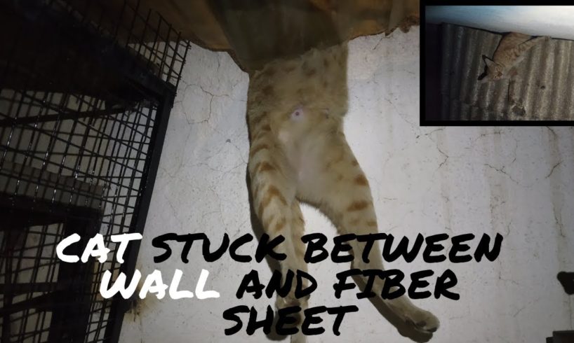 Cat Stuck between wall and fiber sheet #Rescued | SHARAN | Animal Rescue India