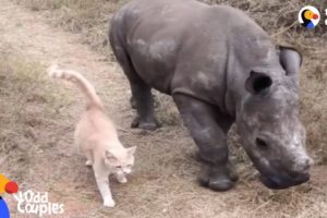 Cat and Baby Rhino are Best Friends | The Dodo Odd Couples