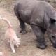 Cat and Baby Rhino are Best Friends | The Dodo Odd Couples