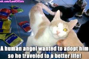 Cat rescue story.