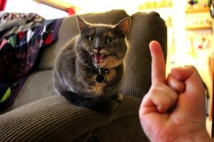 Cats Hate Being Flipped Off - Funny Angry Cat Reaction to Middle Finger Compilation