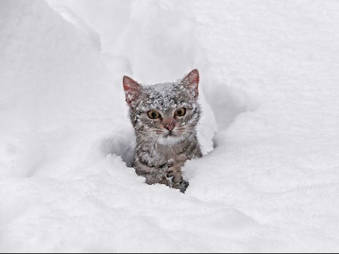 Cats Playing in Snow Compilation