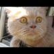 Cats and dogs on their first car ride - Cute and funny animal compilation