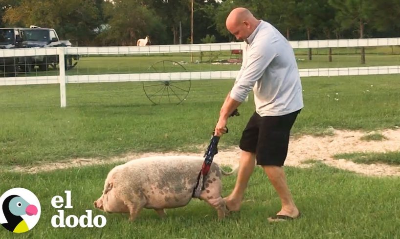 Cerdo determinado aprende a caminar otra vez | El Dodo