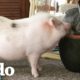 Cerdo rescatado y su familia están salvando tantos animales | El Dodo