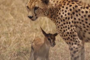 Cheetah playing with it's meal before eating it | #wildlife #animals #w
