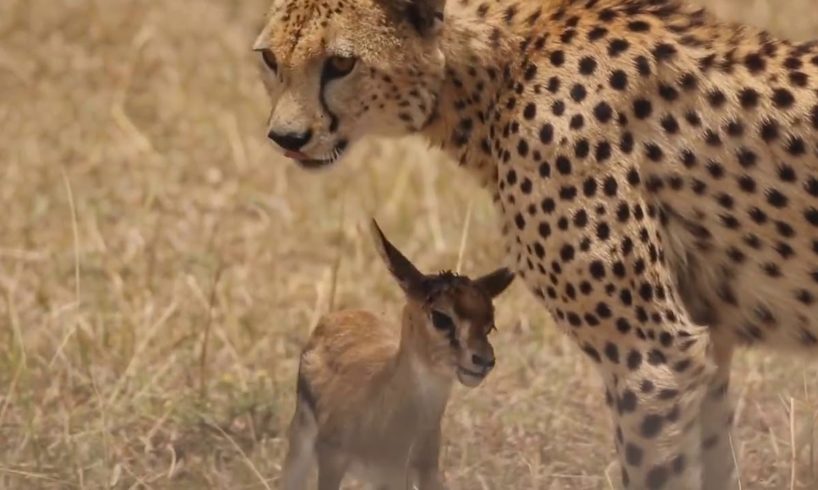Cheetah playing with it's meal before eating it | #wildlife #animals #w