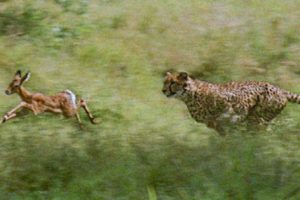 Cheetahs prey on a young impala: First kill | BBC Earth