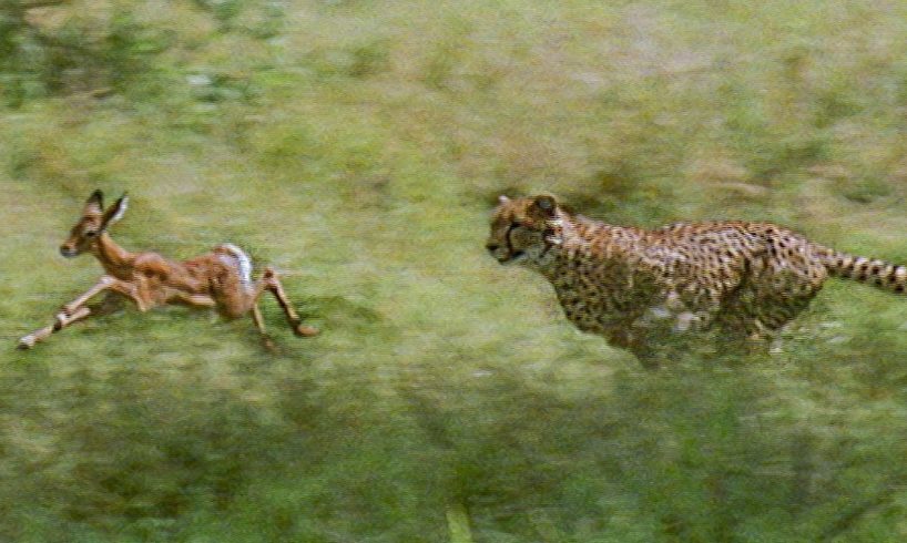 Cheetahs prey on a young impala: First kill | BBC Earth