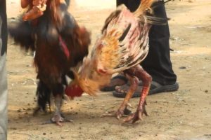 Cockfight- The reality behind animal fights (English)