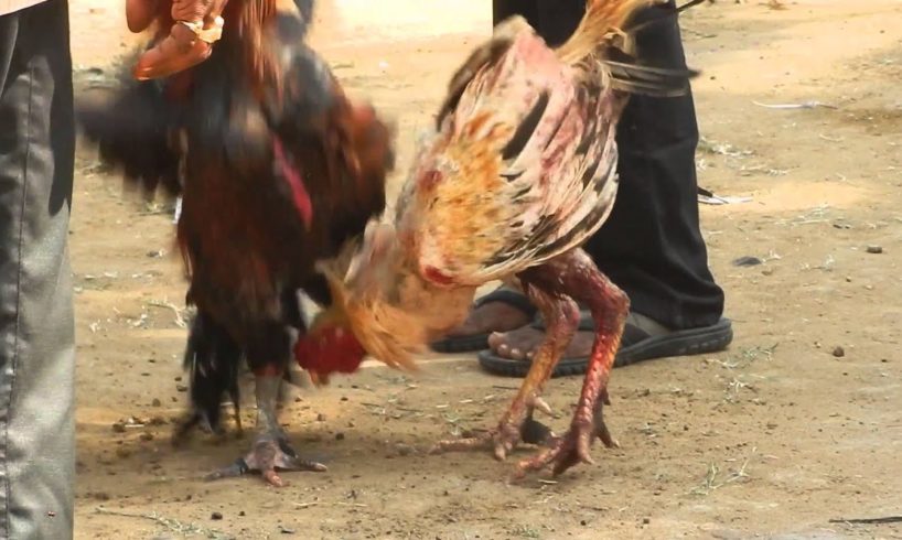 Cockfight- The reality behind animal fights (English)