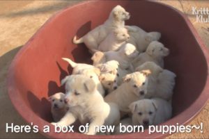 Come See 3 Mother Dogs and Their 23 Cute White Puppies In Full House | Kritter Klub