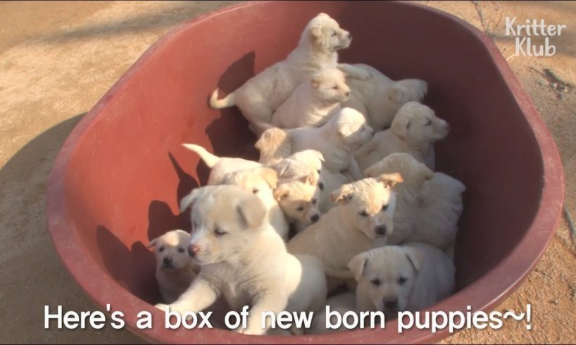 Come See 3 Mother Dogs and Their 23 Cute White Puppies In Full House | Kritter Klub