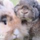 Conejitos tienen increíbles aventuras y la mejor vida | El Dodo