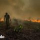 Conoce al hombre que está tratando de salvar el Amazonas | El Dodo