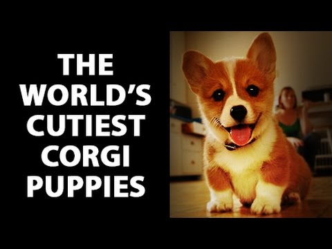 Corgi Puppies Compilation cute baby puppy Corgis playing running and eating