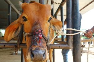 Cow injured from halter cutting into face rescued